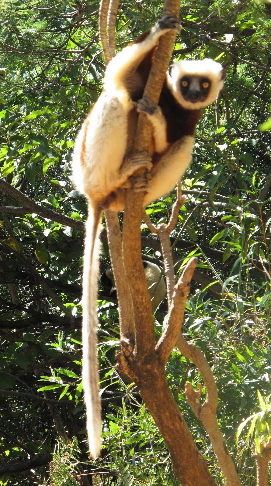 K2 The Things That Live in Madagascar