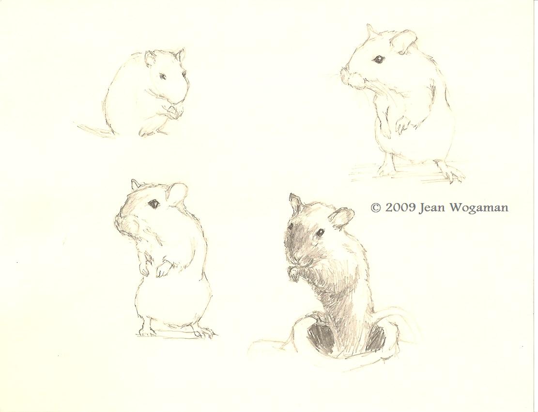 [Gerbil+sketches0001.jpg]