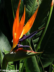 Bird of Paradise