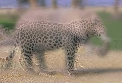 http://1.bp.blogspot.com/_eDhpDW99GXo/SU5yRwXJfoI/AAAAAAAACfo/Z9lQjQagfR0/s400/leopard-elephant-hybrid-illusion.jpg