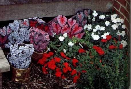 [painting+flowers+on+rocks+table+of+contents+72.JPG]