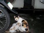 [cat.jpg]