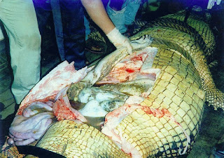Man eating Crocodile