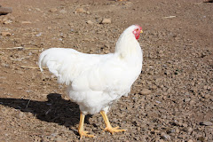 Chantecler Rooster