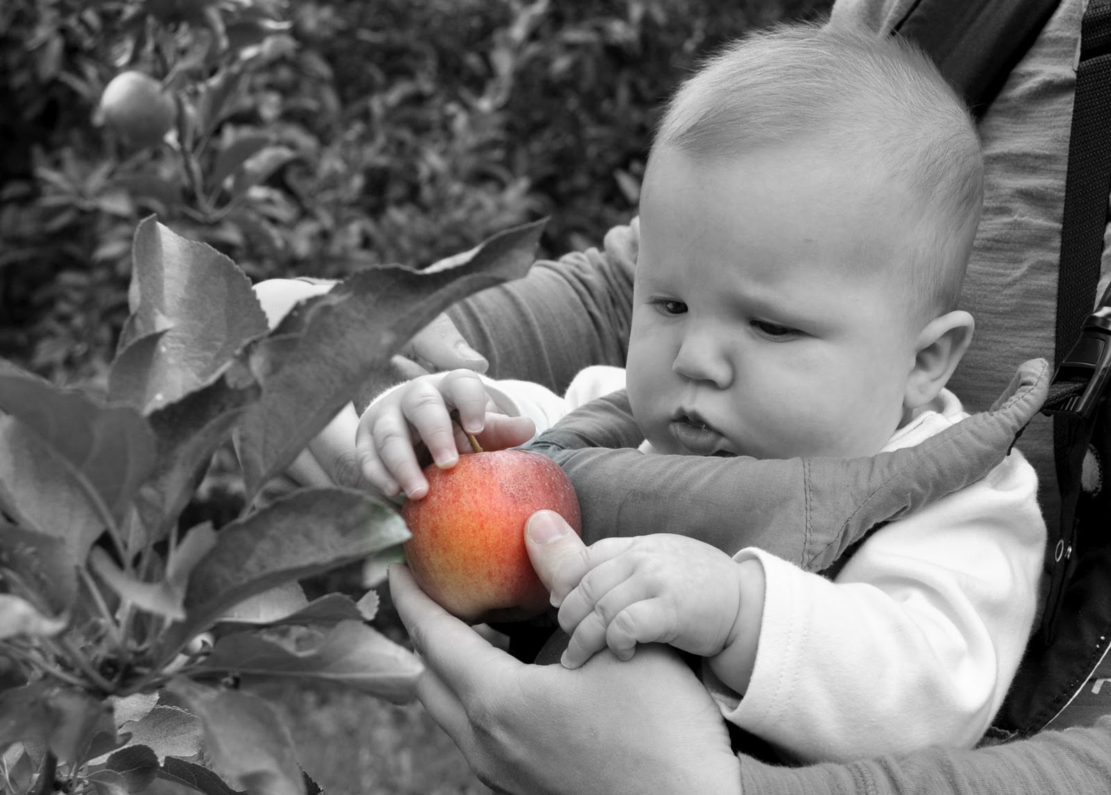 Weaver Girl Guz Apple Picking