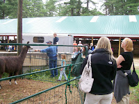 nh sheep and wool festival