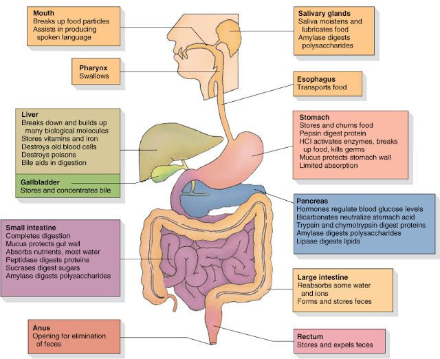 Functional Nutrition: Digestive Restoration: A Simple Plan