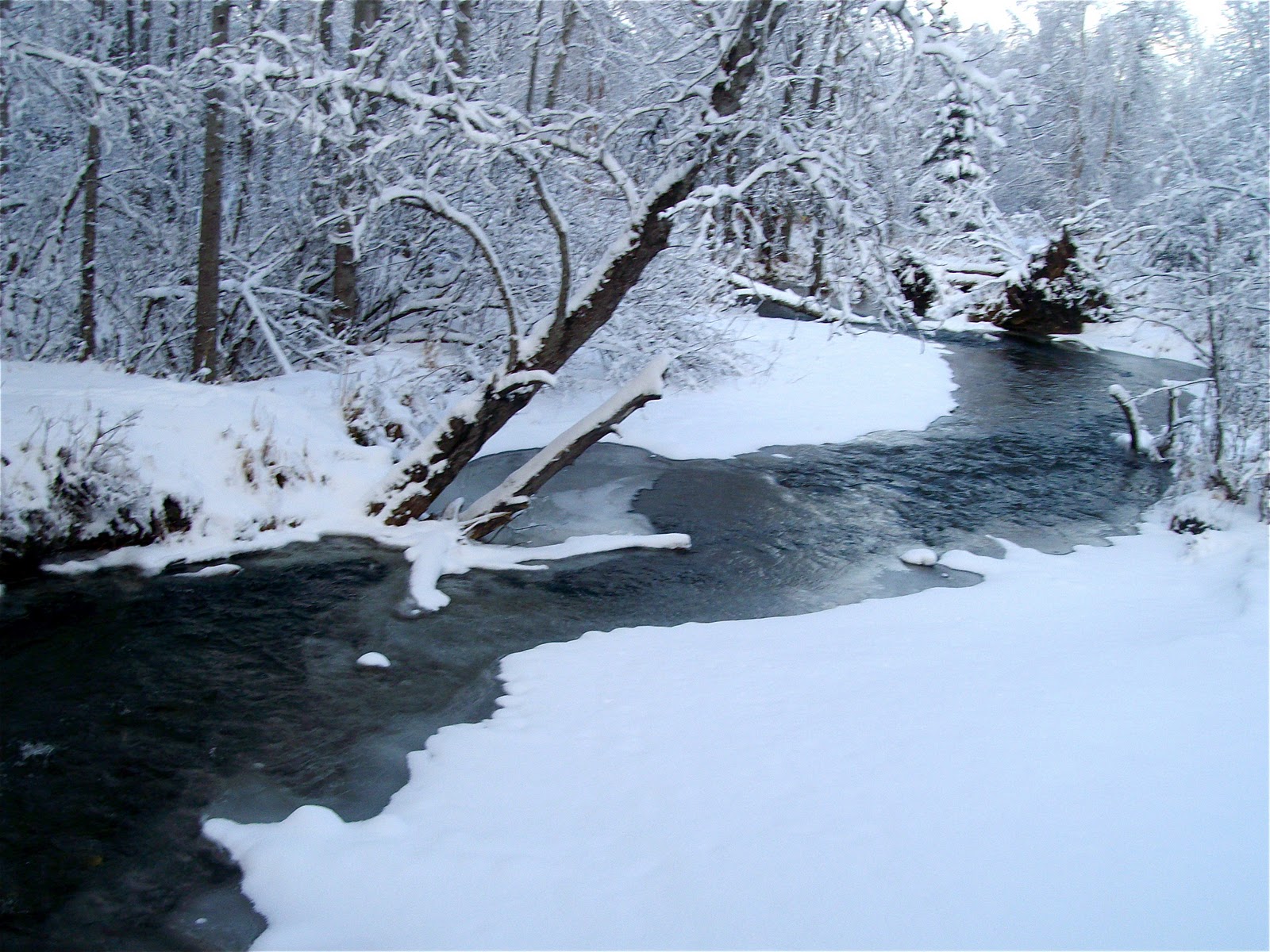 taiga winter