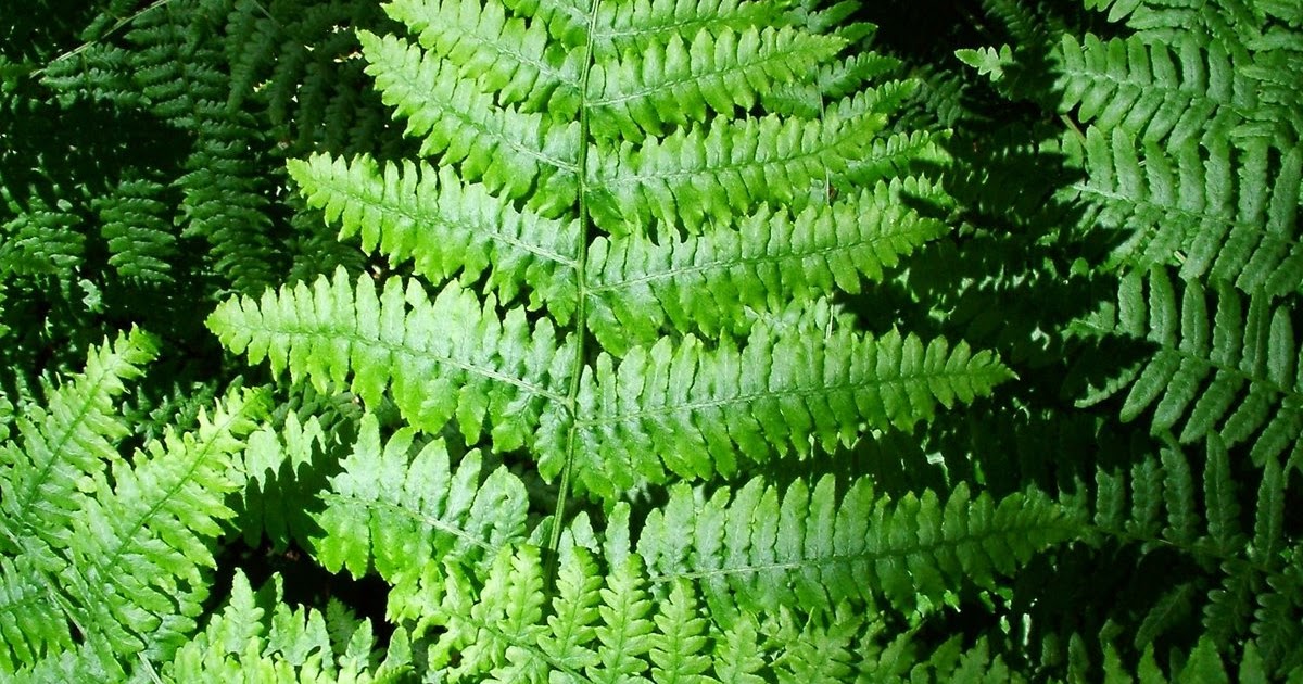 Robert Kourik's Garden Roots: Bracken Ferns