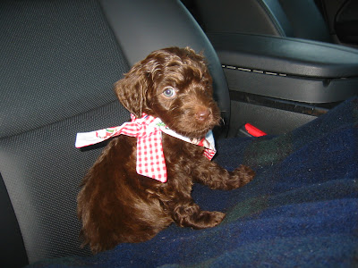 Labradoodle Puppy Pictures