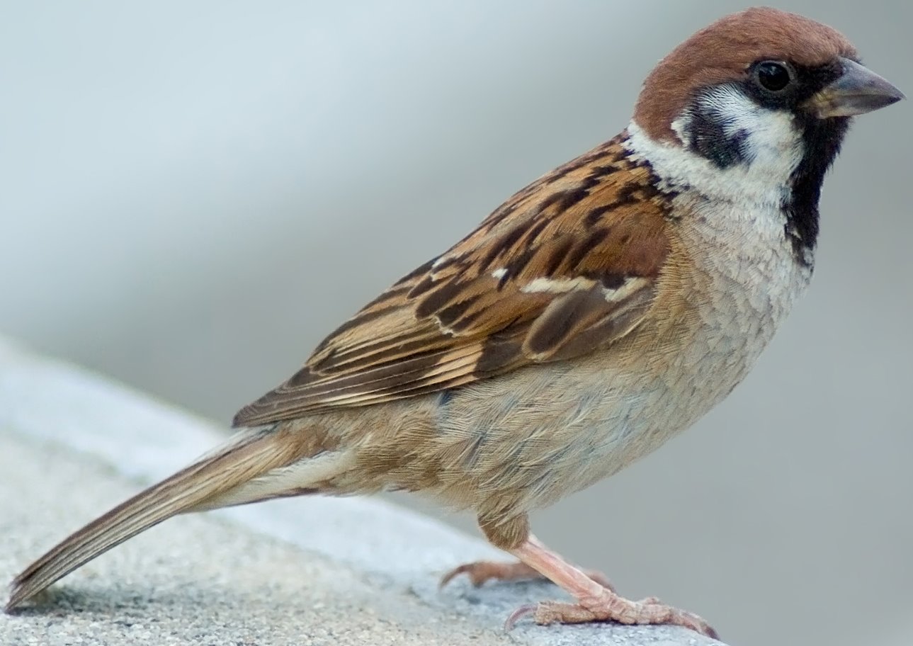 [sparrow.jpg]