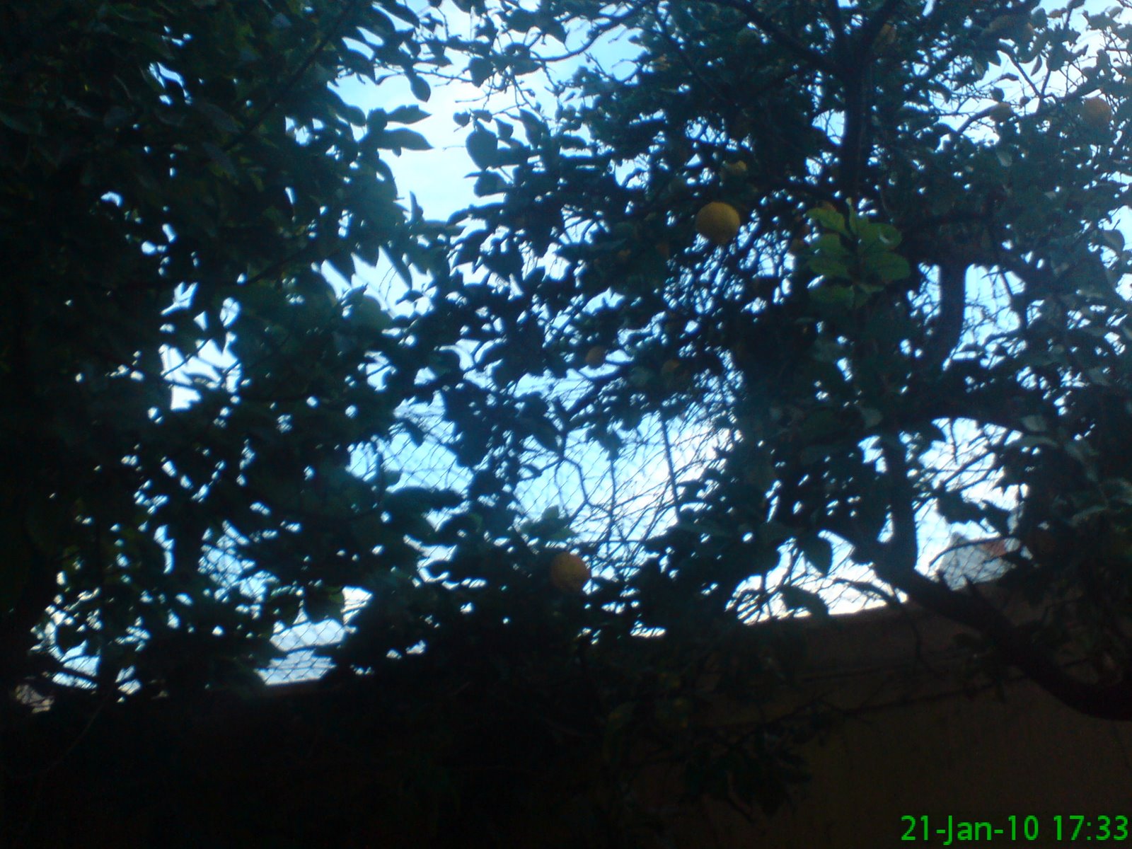 [DSC06445.JPG]