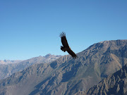 Op een uitzichtpunt stoppen we om naar de Condor te kijken. (condor)