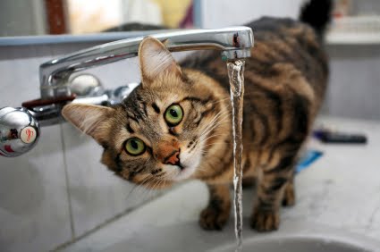 Rspca Nsw