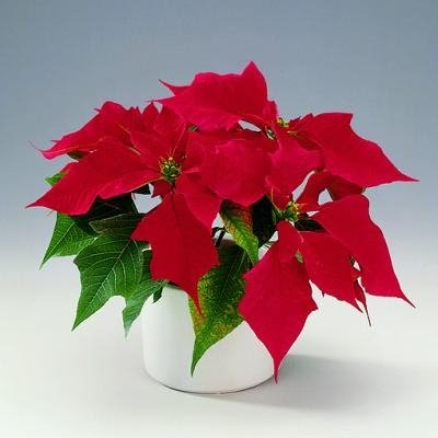 Flores Lindas Mexicanas: Flor de Nochebuena (Poinsettia)