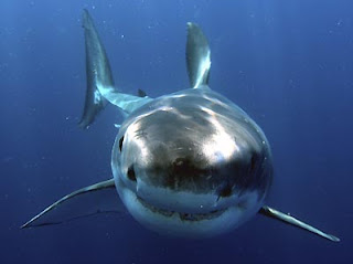 shark