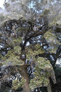 monster spider web