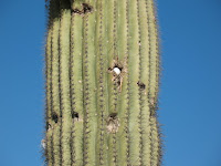 golfball in a cactus