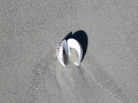 Sea Shell Hilton Head