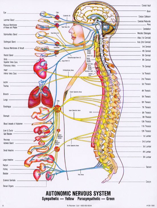 [AutonomicNervousSystem.jpg]
