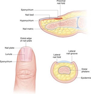 IHMA Karunagappally: Nail as a diagnostic tool PART 2 images of fingernail labeled diagram 
