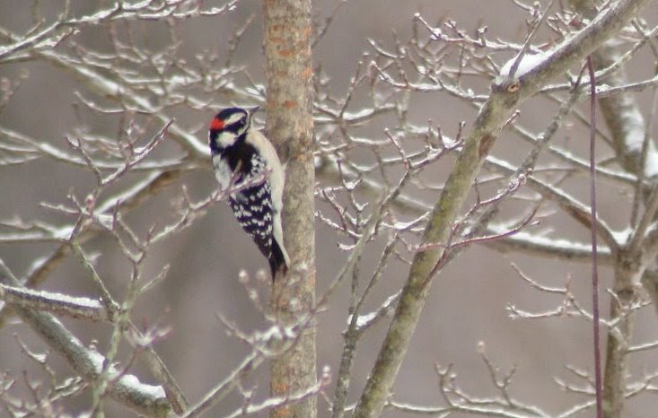 Colvin Run Habitat: Birds-in-Flight: Downy Woodpecker