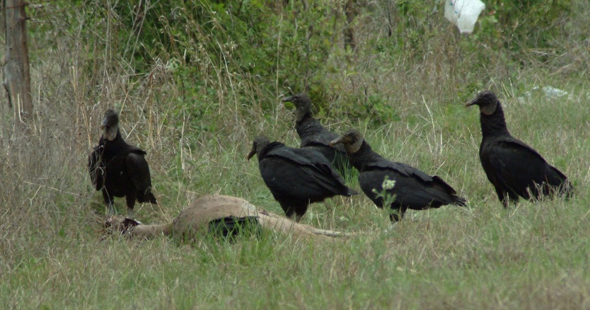 Colvin Run Habitat On the Road in Texas Black Vultures Eating