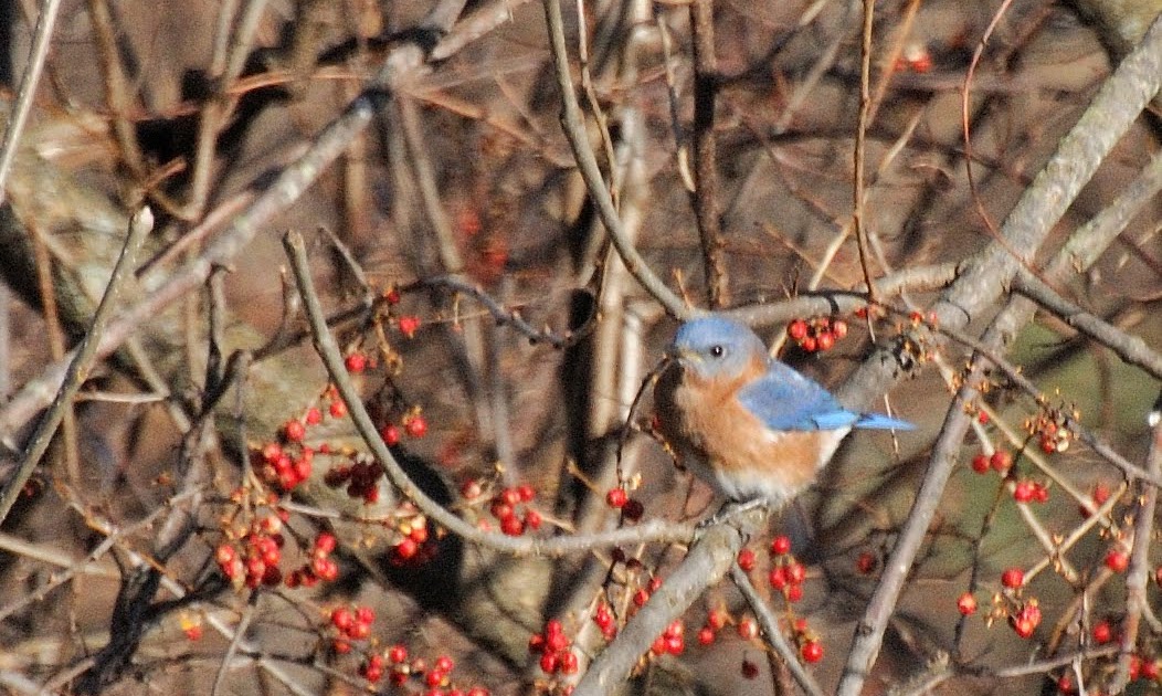 Colvin Run Habitat New Year Eastern Bluebirds Enjoy Suet
