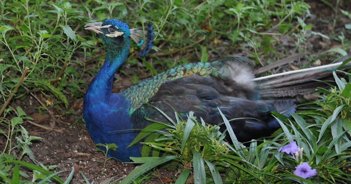 Colvin Run Habitat Peacocks