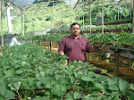 Bercuti di Cameron Highland