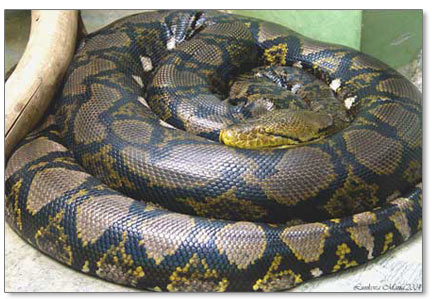 [reticulated-python.jpeg]