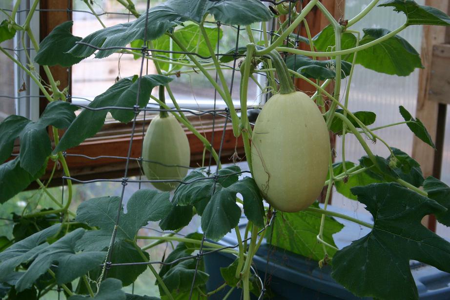 Spaghetti Squash Vegetable Plants &amp; Fruits Pinterest