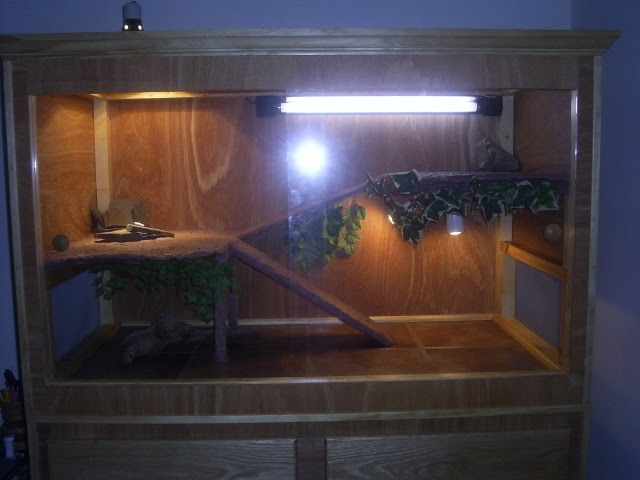 Reptile Care Pictures Of Bearded Dragon Cages