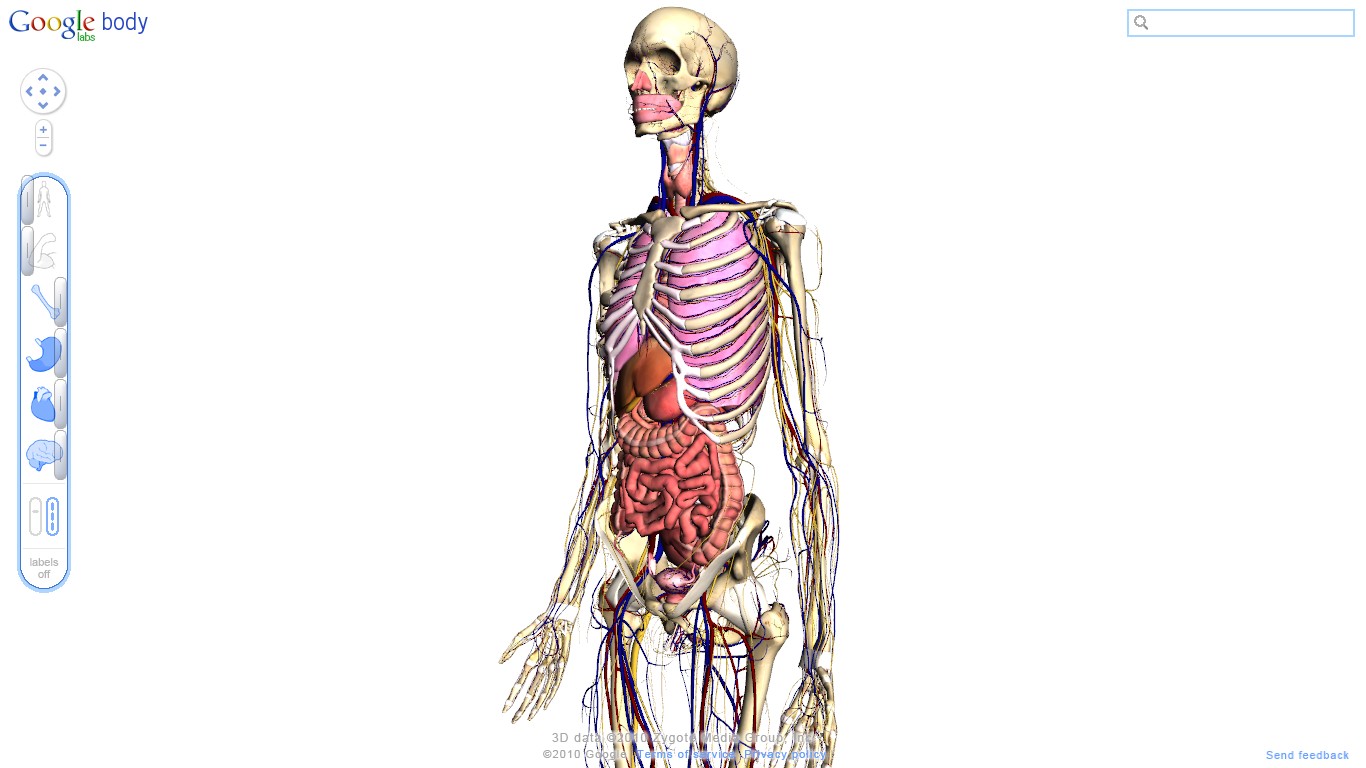 Pc Blog Google Body Der Blick In Den Eigenen Korper