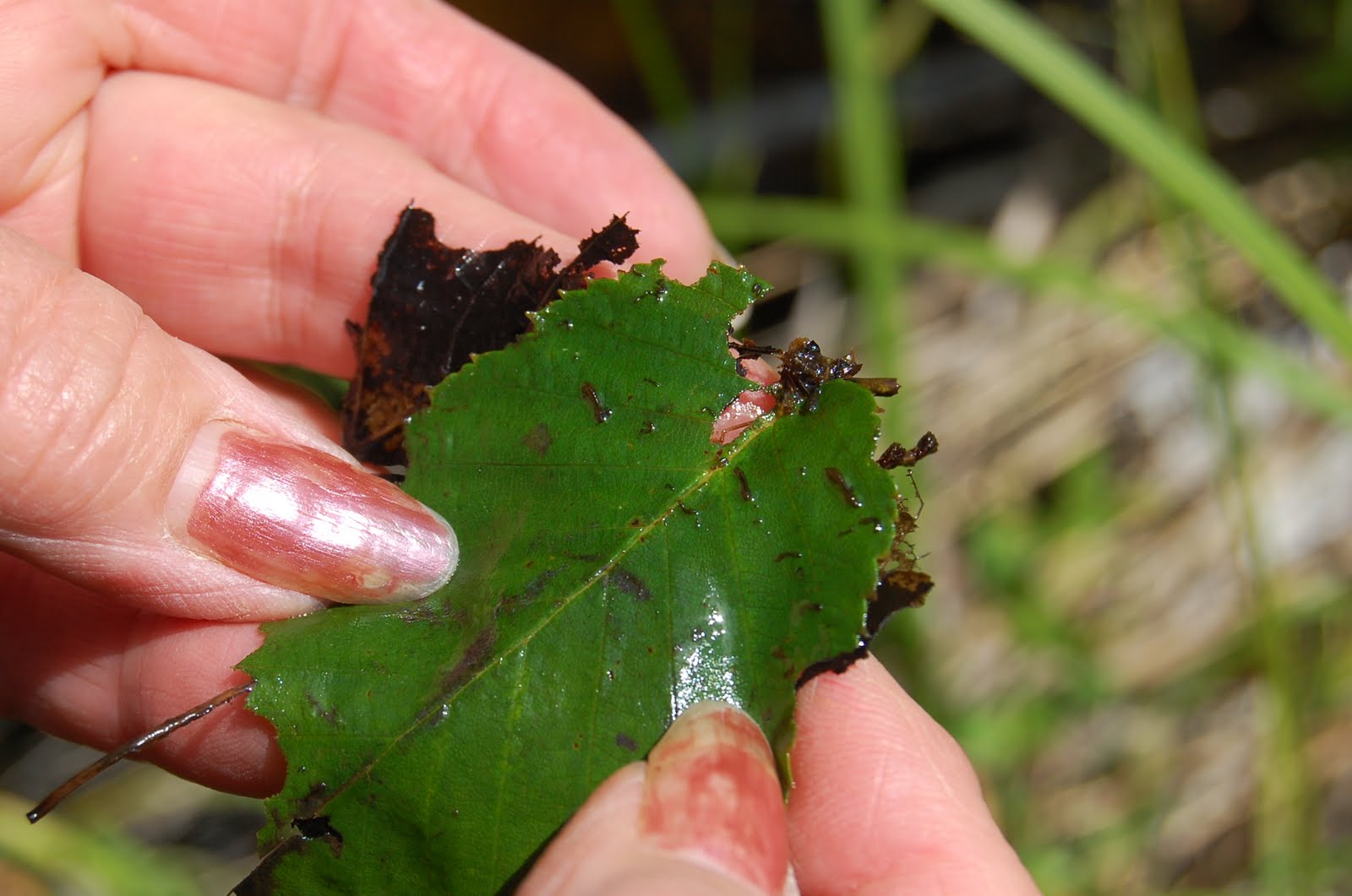 Tiny Black Flies