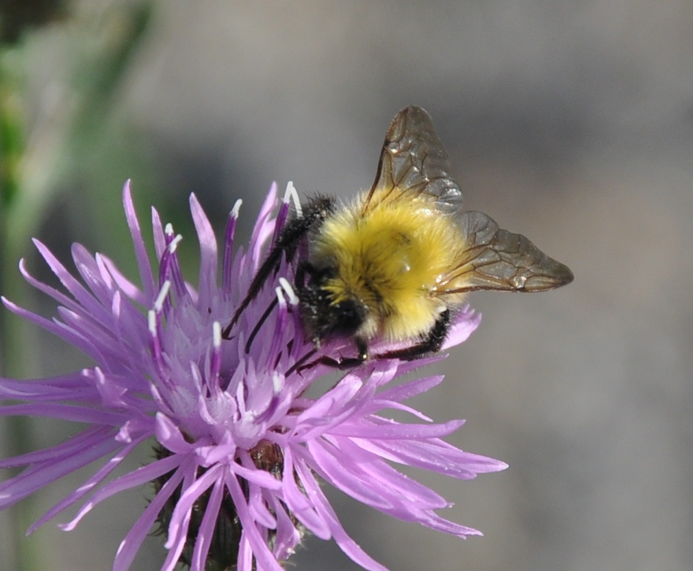 Entomology Tracking Adirondack Insects The Adirondack Almanack
