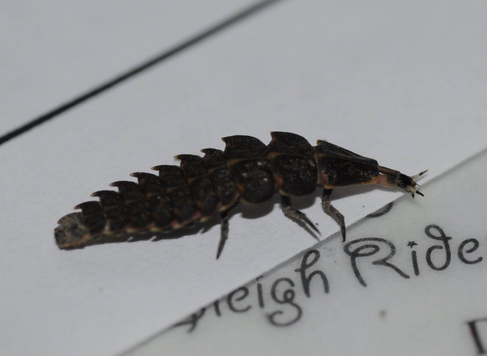 Adirondack Insects Fireflies, Firefly Larvae, and Glowworms The