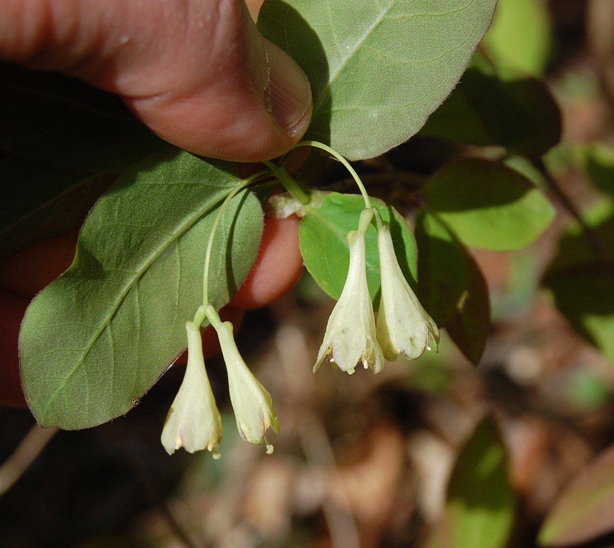 American Fly Honeysuckle A Sweet Adirondack Native The Adirondack
