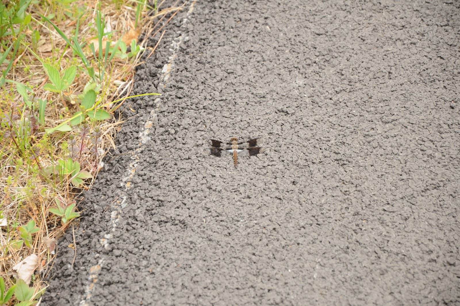Dragonflies+of+michigan