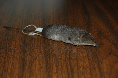 cinereus shrew