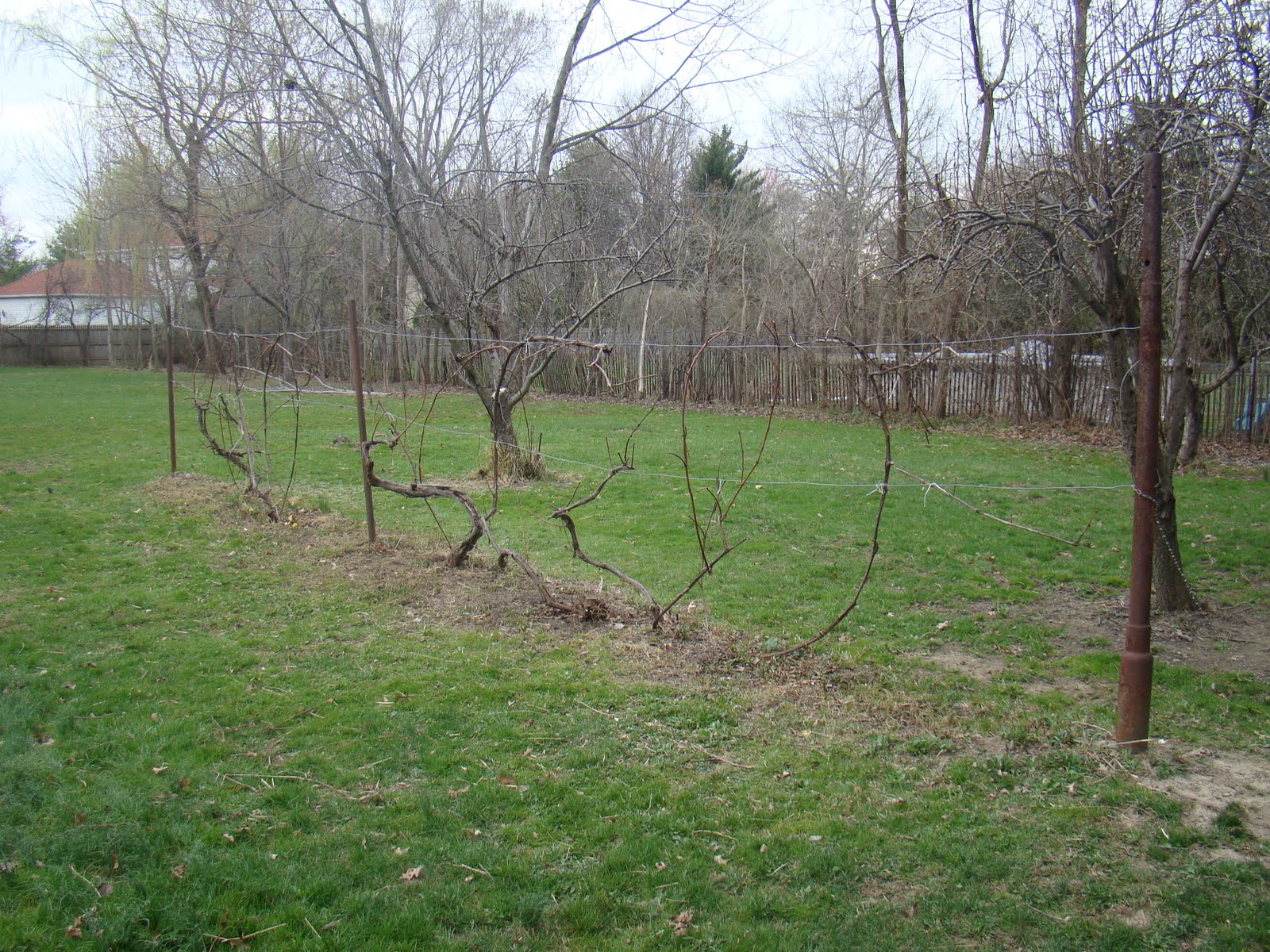 The Old White Farmhouse The Job of a Vine Dresser