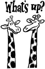 [GiraffesWhatsUp.jpg]