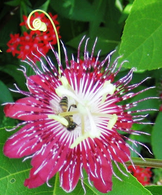 Honeybee with Passionflower