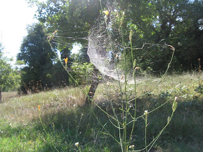 globe-shaped spidernet