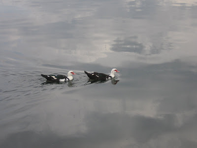 two ducks on lake surface reflecting grey sky