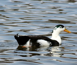 Ancona Duck