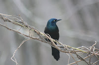 Grackle