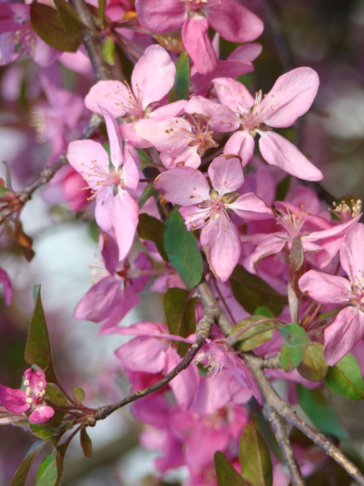 [Cherry+Tree+May+2008.JPG]