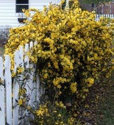 Carolina Jasmine have been