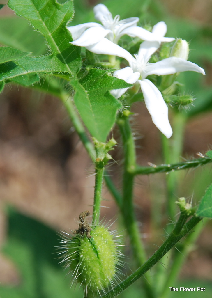 The Flower Pot Spurge Nettle